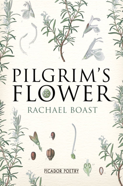 Pilgrim's Flower - 9781447242178