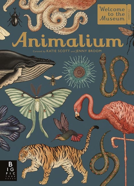 Animalium - 9781787411647