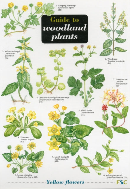 Guide to Woodland Plants : No. 50 - 9781851538607