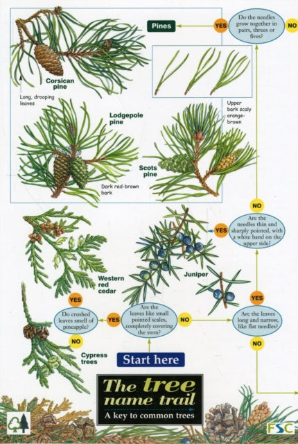 Tree Name Trail : A Key to Common Trees : No. 510 - 9781851538614