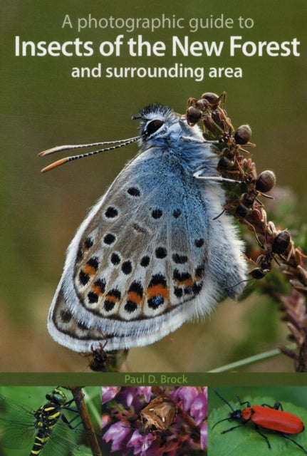 A Photographic Guide to Insects of the New Forest and Surrounding Area - 9781874357469