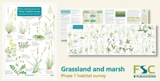 Plant Identification for Phase 1 Habitat Survey: Grassland and Marsh - 9781908819260
